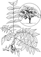 TNE042A.TIF