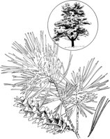 TNE034A.TIF