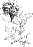 TNE015A.TIF