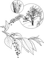 TNE011A.TIF