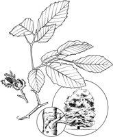 TNE006A.TIF