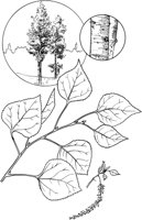TNE004A.TIF