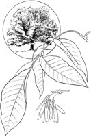 TNE002A.TIF