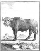 ANI160A.TIF