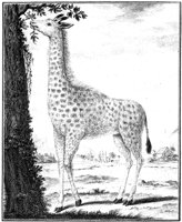 ANI157A.TIF