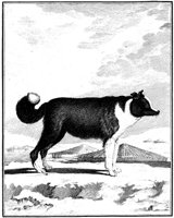 ANI077A.TIF
