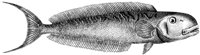 TAN066E.TIF