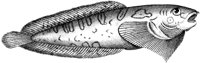 TAN063G.TIF