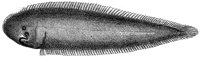 TAN073A.TIF