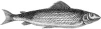 TAN071A.TIF