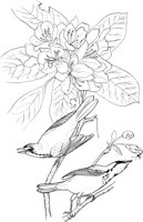 ABA042A.TIF