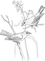 ABA041A.TIF
