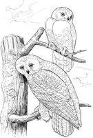 ABA030A.TIF