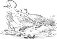 ABA027A.TIF