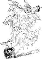 ABA021A.TIF