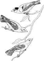 ABA017A.TIF