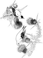 ABA016A.TIF