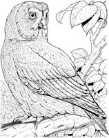 BOP045A.TIF