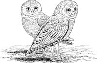 BOP042A.TIF