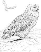 BOP040A.TIF