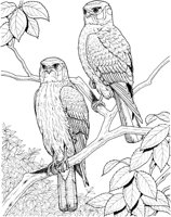 BOP037A.TIF