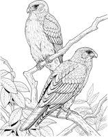 BOP036A.TIF