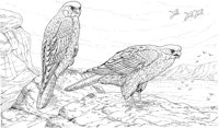BOP034A.TIF