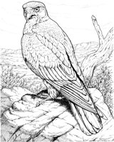 BOP033A.TIF