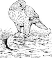 BOP032A.TIF
