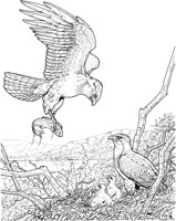 BOP030A.TIF