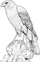 BOP028A.TIF