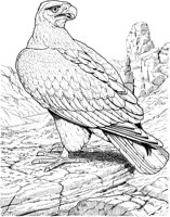 BOP018A.TIF
