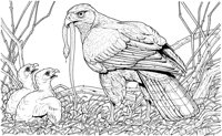 BOP014A.TIF