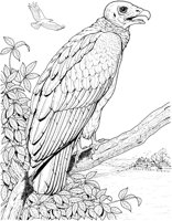 BOP005A.TIF