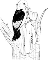 FFB034A.TIF