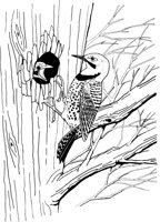FFB018A.TIF