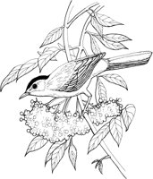 FFB011A.TIF
