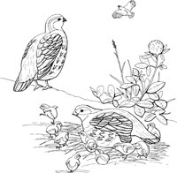 FFB006A.TIF