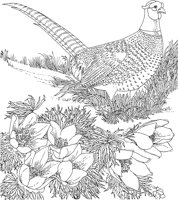 SBF042A.TIF