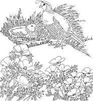 SBF006A.TIF