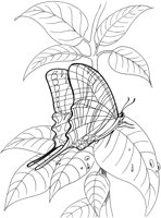 BTF006A.TIF