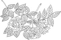 FRS044A.TIF