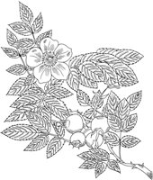 FRS034A.TIF
