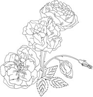 FRS014A.TIF