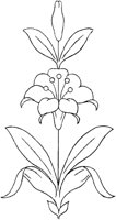 FLM115E.TIF