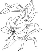 FLM114B.TIF