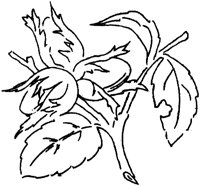 FLM107C.TIF
