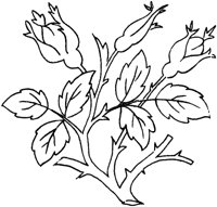 FLM105B.TIF