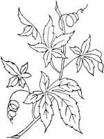 FLM103D.TIF