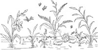 FLM081C.TIF